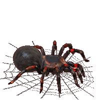 Spider from Honey Coding Game